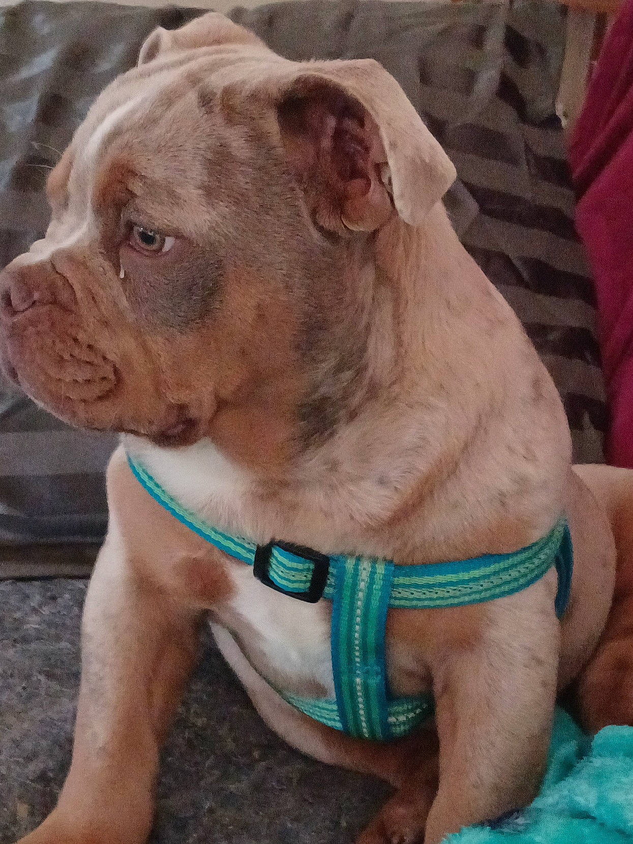 Goliath joined the competition — help win amazing prizes! ancient_dog_breeds, boxer, canidae, carnivore, collar, companion_dog, dog, dog_breed, dog_collar, dog_supply, fawn, liver, non_sporting_group, pet_supply, snout, sporting_group, terrestrial_animal, working_animal, working_dog, wrinkle