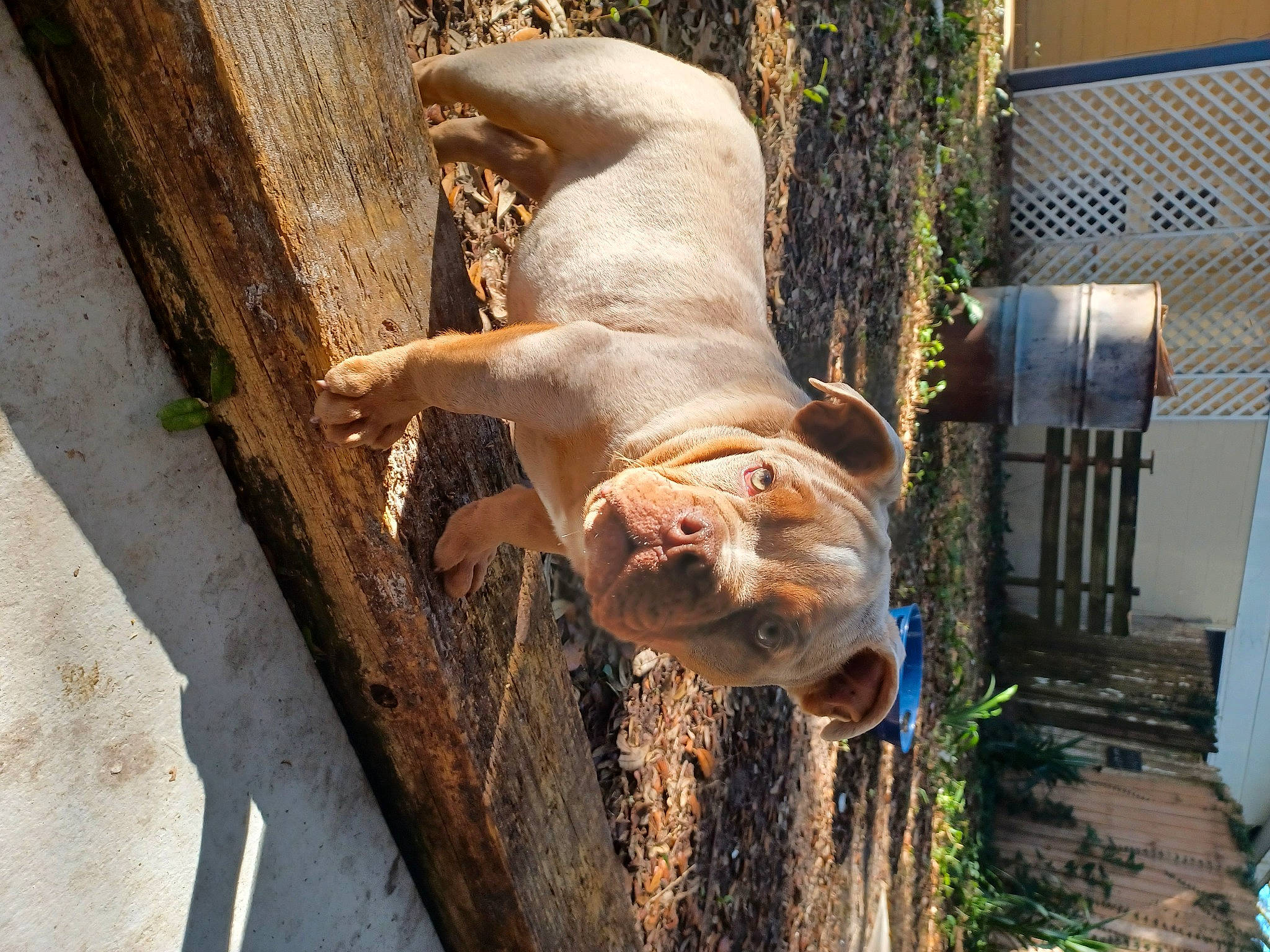 Goliath joined the competition — help win amazing prizes! canidae, carnivore, companion_dog, dog, dog_breed, fawn, grass, human_leg, liver, livestock, plant, snout, sporting_group, tail, terrestrial_animal, tree, trunk, wildlife, wood, working_animal