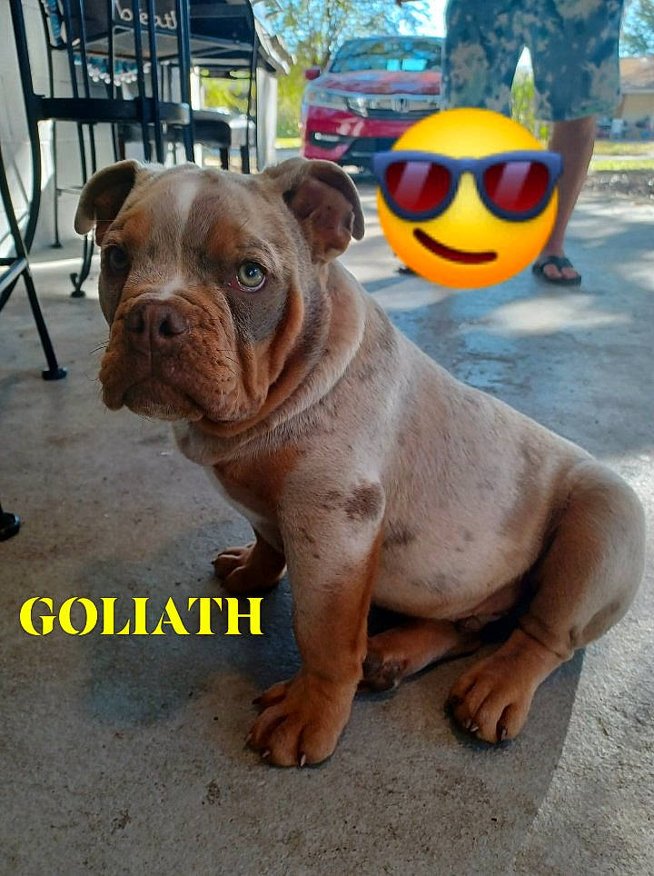 Goliath