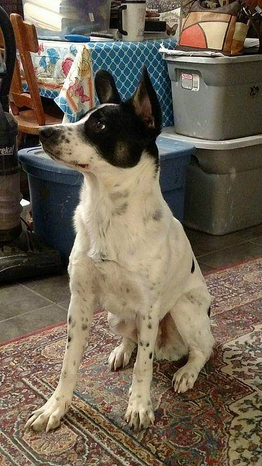 Hiccup joined the competition — help win amazing prizes! canidae, carnivore, chilean_fox_terrier, companion_dog, dog, dog_breed, feist, mammal, rare_breed_dog, rat_terrier, ratonero_bodeguero_andaluz, sporting_group, teddy_roosevelt_terrier, tenterfield_terrier, texas_heeler, vertebrate