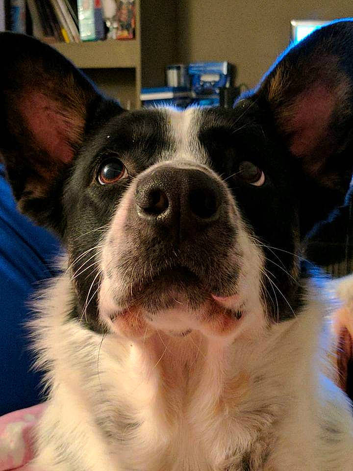 Hiccup joined the competition — help win amazing prizes! boston_terrier, canidae, carnivore, close_up, companion_dog, dog, dog_breed, ear, eye, head, mammal, nose, photography, puppy, rare_breed_dog, rat_terrier, snout, sporting_group, vertebrate, whiskers