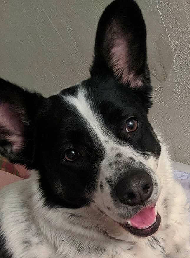 Hiccup is registered to the contest to win money with this photo: border_collie, canidae, carnivore, companion_dog, dog, dog_breed, ear, eye, head, mammal, mcnab, nose, rare_breed_dog, rat_terrier, snout, sporting_group, teddy_roosevelt_terrier, toy_fox_terrier, vertebrate, whiskers