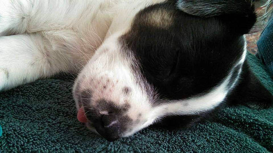 Hiccup is registered to the contest to win money with this photo: canidae, carnivore, companion_dog, dog, dog_breed, fur, landseer, nap, nose, paw, puppy, puppy_love, sleep, snout, sporting_group, stabyhoun, whiskers