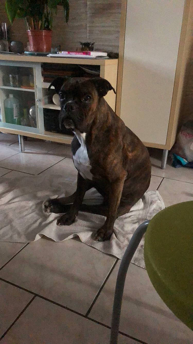 Shaily a rejoint le concours — aidez-le/la à gagner de superbes lots ! boston_terrier, canidae, carnivore, companion_dog, dog, dog_breed, fawn, felidae, floor, flooring, fur, hardwood, liver, snout, sporting_group, tail, terrestrial_animal, toy_dog, whiskers, working_animal