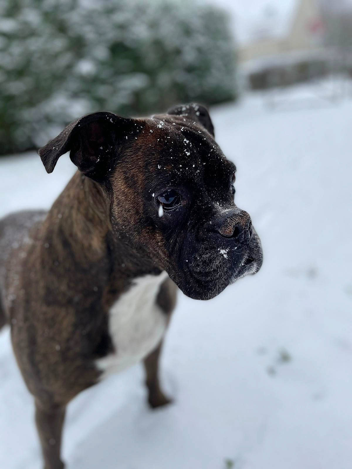 Shaily a rejoint le concours — aidez-le/la à gagner de superbes lots ! boxer, canidae, carnivore, collar, companion_dog, dog, dog_breed, dog_collar, fawn, guard_dog, pet_supply, snout, snow, sporting_group, tail, terrestrial_animal, whiskers, winter, working_animal, working_dog