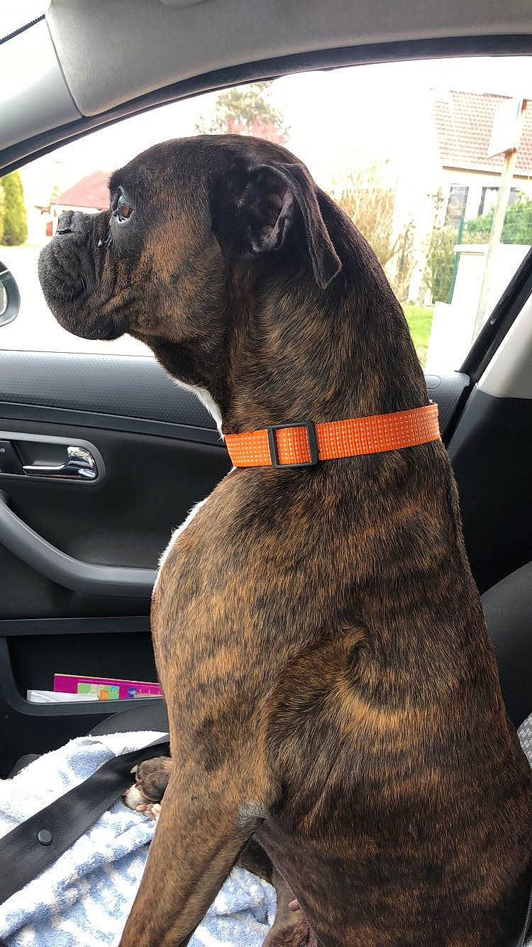 Shaily participe au concours pour gagner de l'argent avec cette photo : automotive_exterior, automotive_mirror, car, car_seat, car_seat_cover, carnivore, collar, companion_dog, dog, dog_breed, dog_collar, fawn, liver, personal_luxury_car, pet_supply, snout, steering_wheel, vehicle, vehicle_door, working_animal