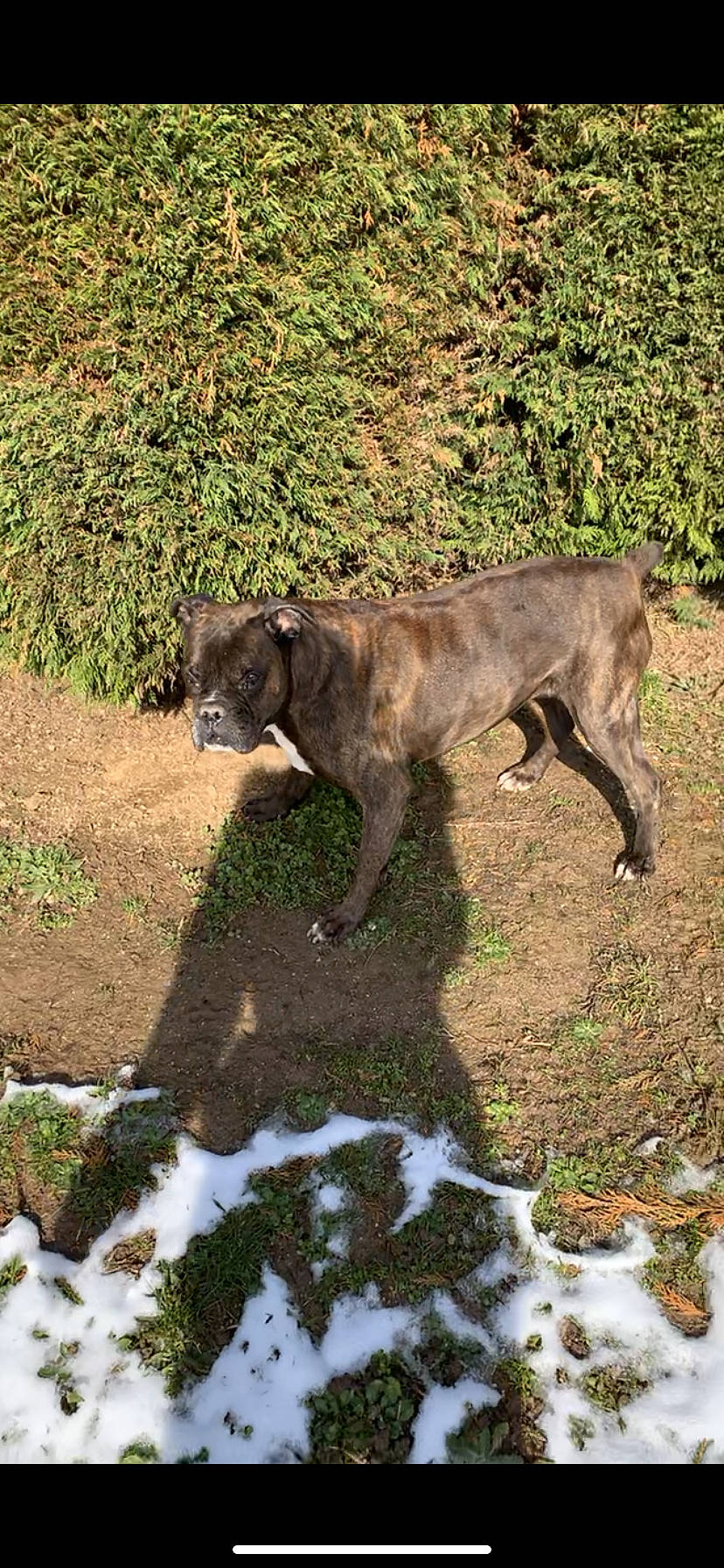 Shaily participe au concours pour gagner de l'argent avec cette photo : art, bovine, canidae, carnivore, dog, dog_breed, fawn, felidae, fur, grass, groundcover, hunting_dog, liver, plant, snow, soil, sporting_group, tail, terrestrial_animal, working_animal