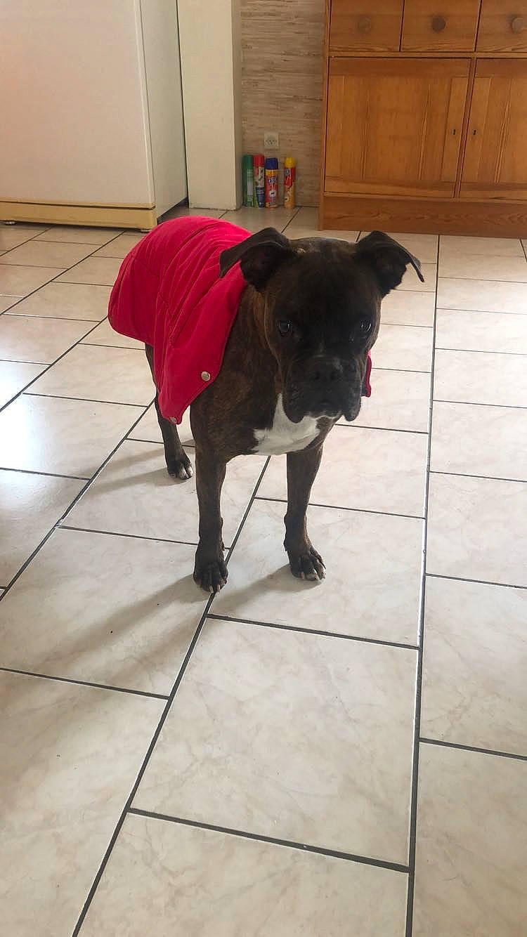 Shaily a rejoint le concours — aidez-le/la à gagner de superbes lots ! canidae, carnivore, collar, companion_dog, dog, dog_breed, dog_supply, fawn, floor, flooring, fur, hardwood, pet_supply, snout, sporting_group, tail, tints_and_shades, umbrella, wood, working_animal