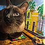 Ty joined the competition — help win amazing prizes! cat, siamese_cat, blue_eyes, close_up, wooden_surface, painting, colorful, indoor, curious, tongue_out, pet, animal, feline, whiskers, ears, table, decor, art, cozy, domestic