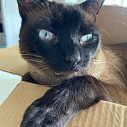 Ty is registered to the contest to win money with this photo: cat, siamese_cat, blue_eyes, paw, cardboard_box, close_up, feline, whiskers, fur, pet, indoor, relaxed, resting, animal, portrait, cute, domestic_cat, soft_light, focus, box