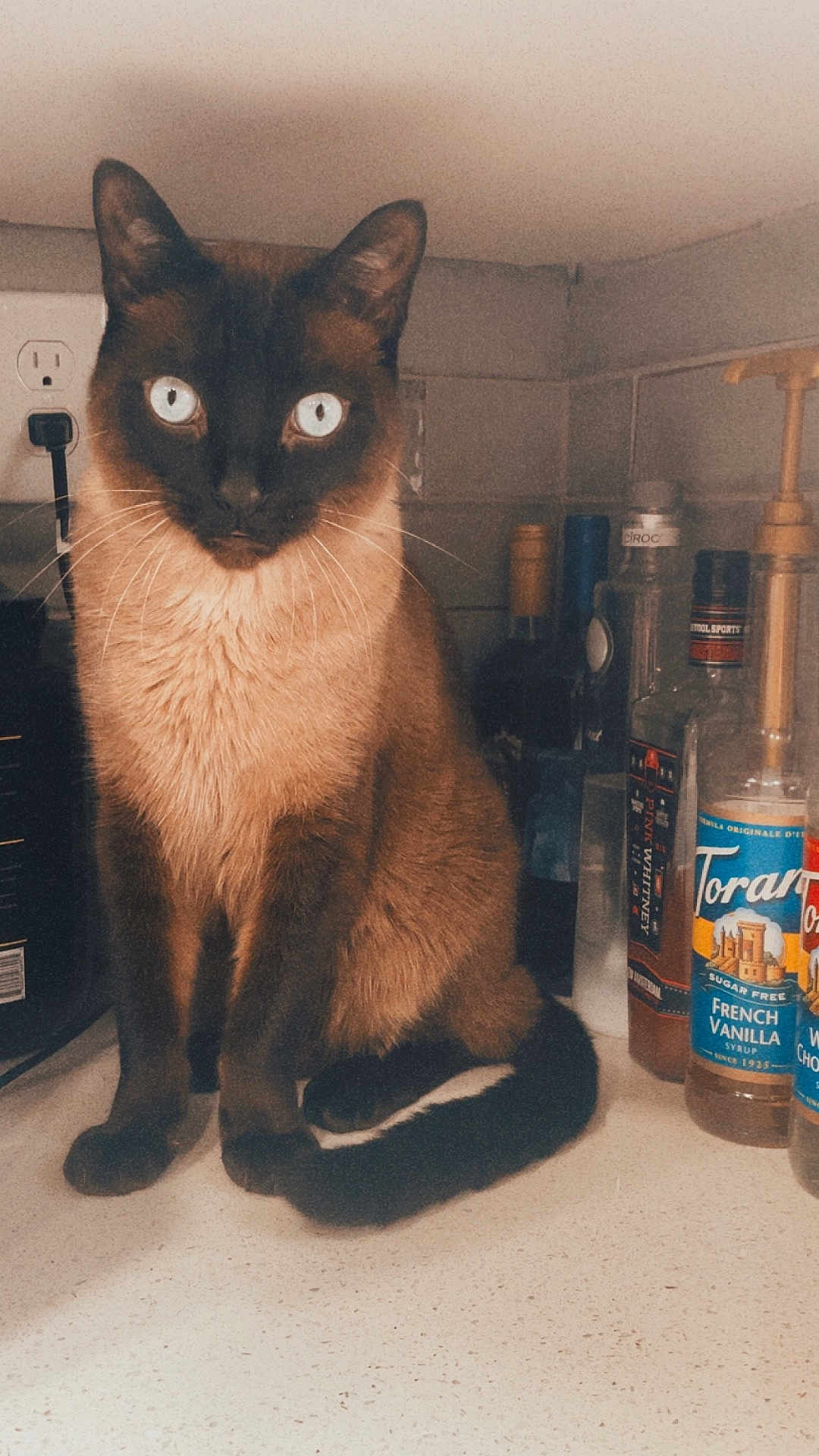 Ty joined the competition — help win amazing prizes! cat, siamese_cat, kitchen, countertop, bottles, vanilla_syrup, appliance_outlet, indoor, pet, feline, curious, sitting, brown_fur, blue_eyes, whiskers, tail, domestic_animal, household, still_life, closeup