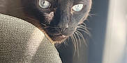 Ty is registered to the contest to win money with this photo: cat, siamese_cat, close_up, blue_eyes, whiskers, chair, indoor, pet, feline, curious, texture, animal, soft_light, portrait, looking, domestic_cat, mammal, fur, ears, face