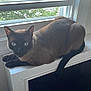 Ty is registered to the contest to win money with this photo: cat, siamese, window, radiator_cover, indoor, pet, animal, blue_eyes, fur, whiskers, tail, resting, curious, houseplant_outside, natural_light, white_wall, floor, domestic, quiet, cozy