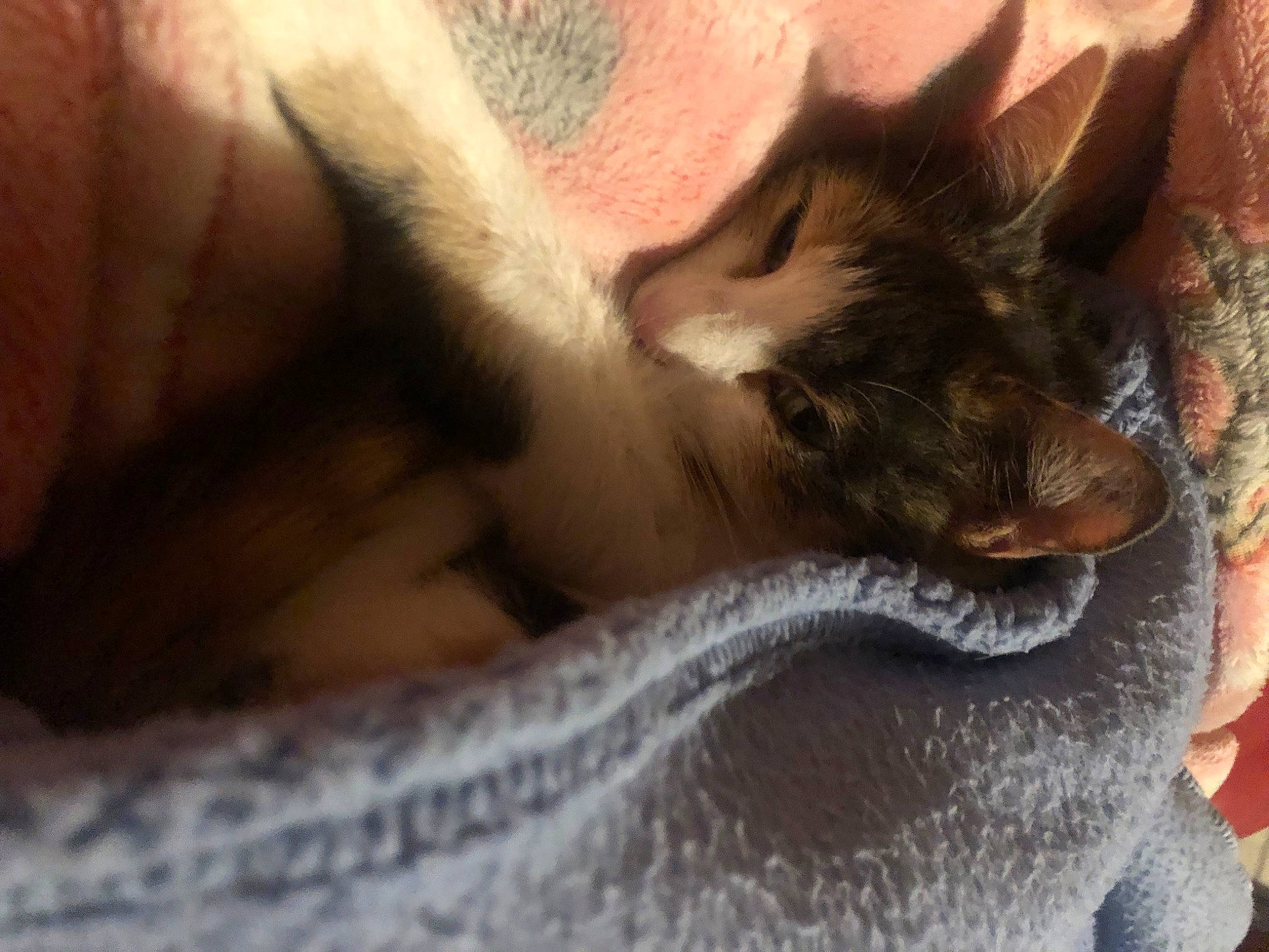 Dora is registered to the contest to win money with this photo: carnivore, cat, claw, comfort, domestic_short_haired_cat, ear, fawn, felidae, foot, fur, human_leg, nail, nap, paw, small_to_medium_sized_cats, snout, terrestrial_animal, whiskers