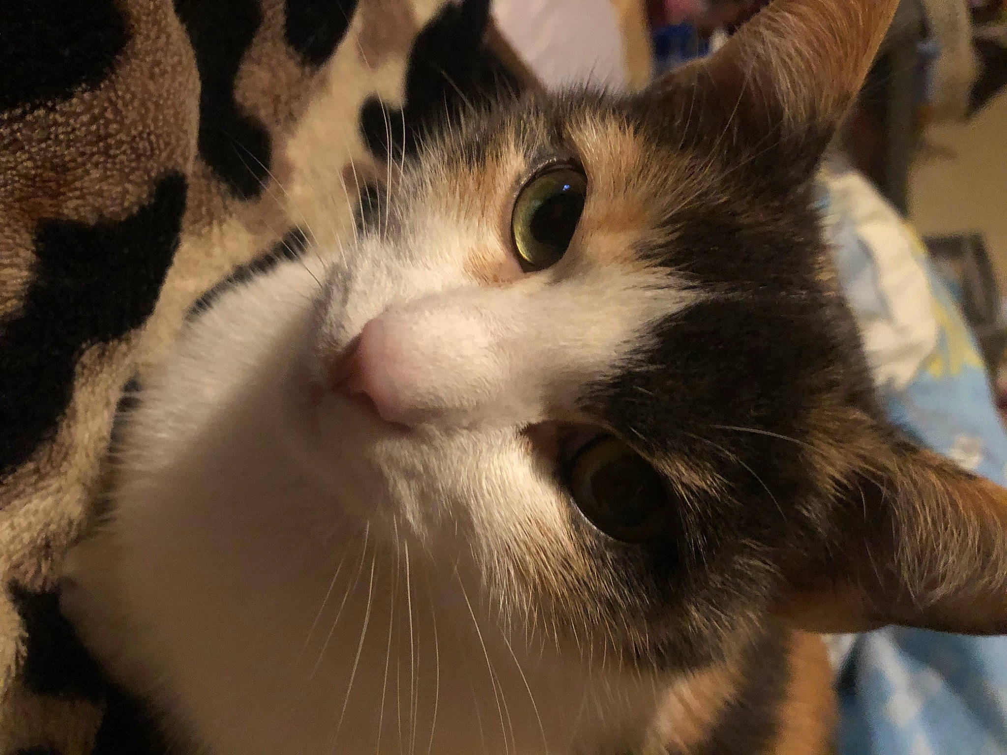 Dora joined the competition — help win amazing prizes! carnivore, cat, close_up, domestic_short_haired_cat, ear, felidae, fur, small_to_medium_sized_cats, snout, whiskers, window
