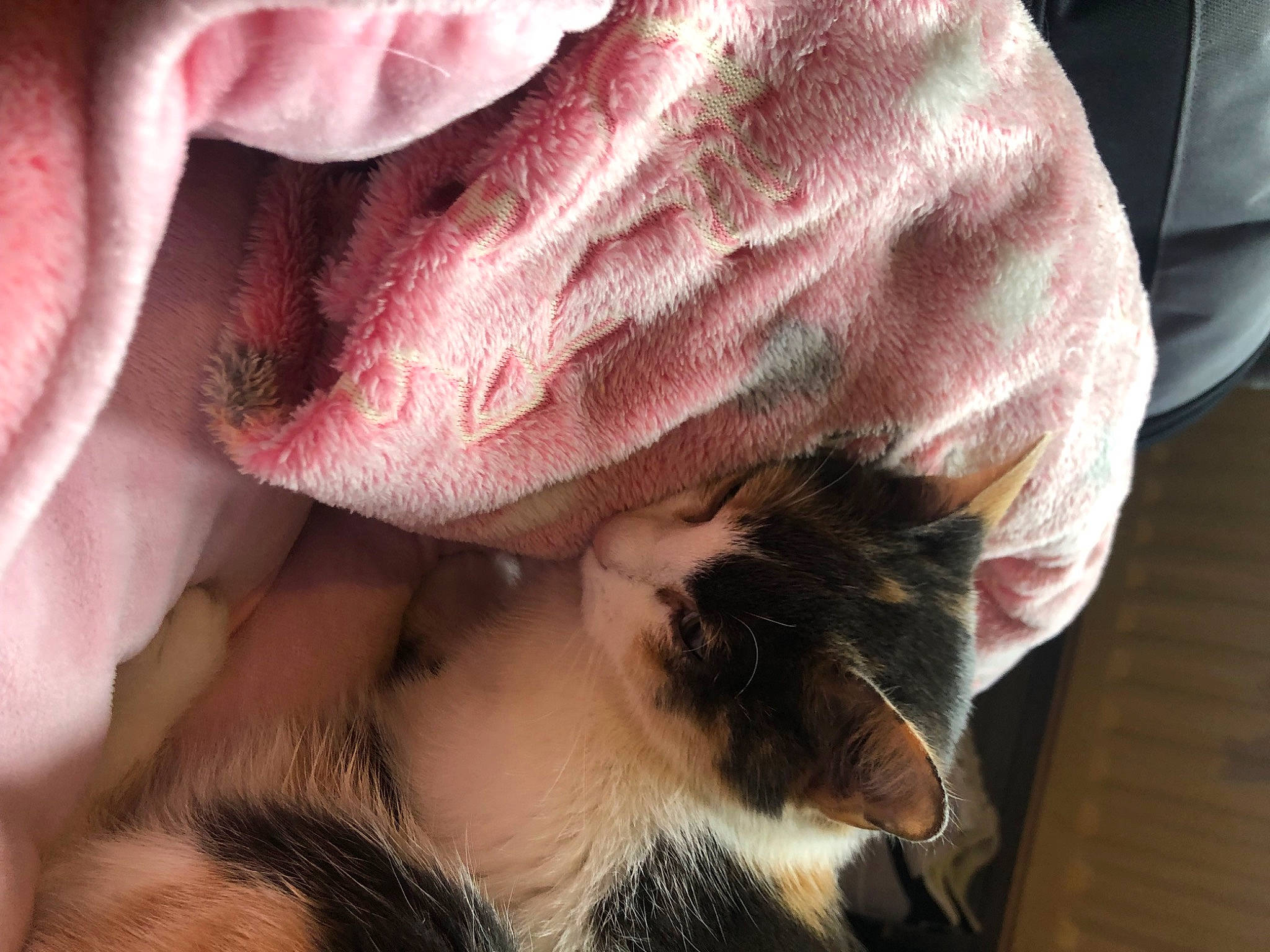 Dora is registered to the contest to win money with this photo: carnivore, cat, claw, comfort, domestic_short_haired_cat, ear, fawn, felidae, flesh, fur, gesture, human_leg, linens, magenta, nail, paw, small_to_medium_sized_cats, textile, whiskers, wrinkle