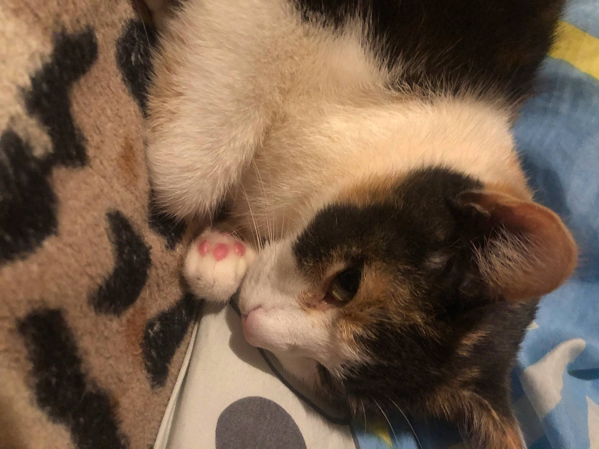 Dora joined the competition — help win amazing prizes! canidae, carnivore, cat, claw, comfort, companion_dog, dog_breed, domestic_short_haired_cat, fawn, felidae, fur, nap, paw, small_to_medium_sized_cats, snout, sporting_group, tail, terrestrial_animal, vertebrate, whiskers