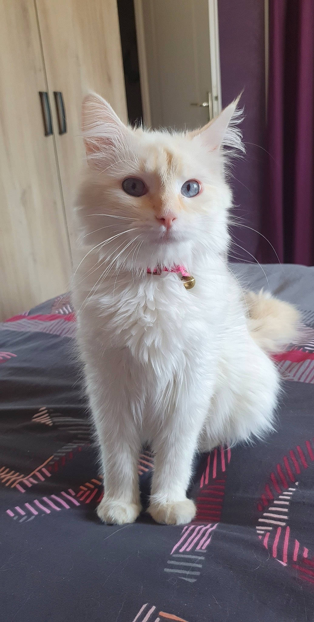 Princesse a rejoint le concours — aidez-le/la à gagner de superbes lots ! british_longhair, carnivore, cat, cat_supply, claw, curtain, domestic_short_haired_cat, fawn, felidae, fur, paw, small_to_medium_sized_cats, snout, tail, whiskers, window