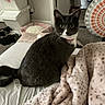 Coco joined the competition — help win amazing prizes! cat, gray_cat, white_cat, pet, bed, blanket, furniture, indoor, cozy, curious, animal, fur, whiskers, storage_bins, pillow, carpet, home, domestic, relaxed, comfort