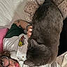 person, cat, glasses, piercing, tattoo, bed, blanket, shirt, gray_cat, pet, indoor, resting, casual, comfort, relaxation, animal, feline, closeup, cuddling, home