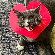 Coco is registered to the contest to win money with this photo: cat, gray_cat, white_paws, heart_shaped_collar, pet, indoor, carpet, furniture, meowing, whiskers, animal, cute, playful, household, close_up, mammal, domestic_cat, fur, eyes, mouth_open