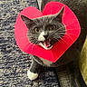 Coco is registered to the contest to win money with this photo: cat, gray_cat, white_paws, heart_shaped_collar, pet, indoor, carpet, furniture, meowing, whiskers, animal, cute, playful, household, close_up, mammal, domestic_cat, fur, eyes, mouth_open