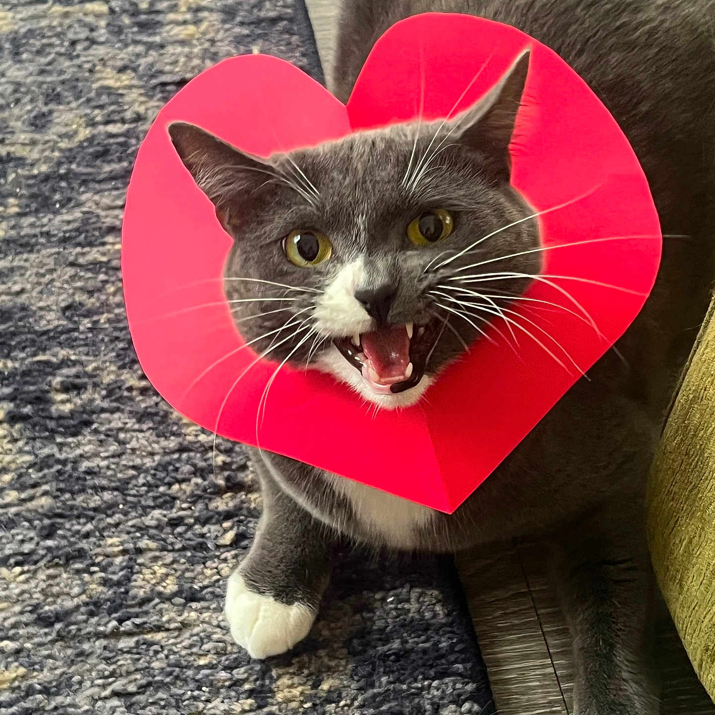 Coco is registered to the contest to win money with this photo: cat, gray_cat, white_paws, heart_shaped_collar, pet, indoor, carpet, furniture, meowing, whiskers, animal, cute, playful, household, close_up, mammal, domestic_cat, fur, eyes, mouth_open