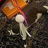 animal, blurred, carpet, cat, close_up, curious, domestic_cat, feline, floor, gray_cat, household, indoor, lying_down, orange_box, pet, playful, ribbons, toy, white_paws, white_toy