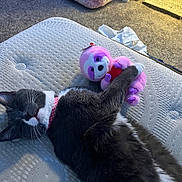 Coco is registered to the contest to win money with this photo: cat, tuxedo_cat, sleeping, plush_toy, pink, sloth_toy, mattress, collar, indoor, carpet, pet_bed, cozy, relaxed, feline, resting, soft_toy, bedroom, light, quiet, cute