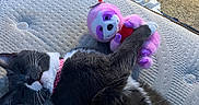 Coco is registered to the contest to win money with this photo: bedroom, carpet, cat, collar, cozy, cute, feline, indoor, light, mattress, pet_bed, pink, plush_toy, quiet, relaxed, resting, sleeping, sloth_toy, soft_toy, tuxedo_cat