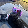 cat, tuxedo_cat, sleeping, plush_toy, pink, sloth_toy, mattress, collar, indoor, carpet, pet_bed, cozy, relaxed, feline, resting, soft_toy, bedroom, light, quiet, cute