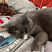 Coco joined the competition — help win amazing prizes! bracelet, casual_clothing, cat, closeup, comfort, cozy, domestic_animal, fur, gray_cat, hand, indoor, nap, person, red_blanket, relaxation, resting, sleeping_cat, sweatshirt, whiskers, white_paws