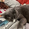 bracelet, casual_clothing, cat, closeup, comfort, cozy, domestic_animal, fur, gray_cat, hand, indoor, nap, person, red_blanket, relaxation, resting, sleeping_cat, sweatshirt, whiskers, white_paws