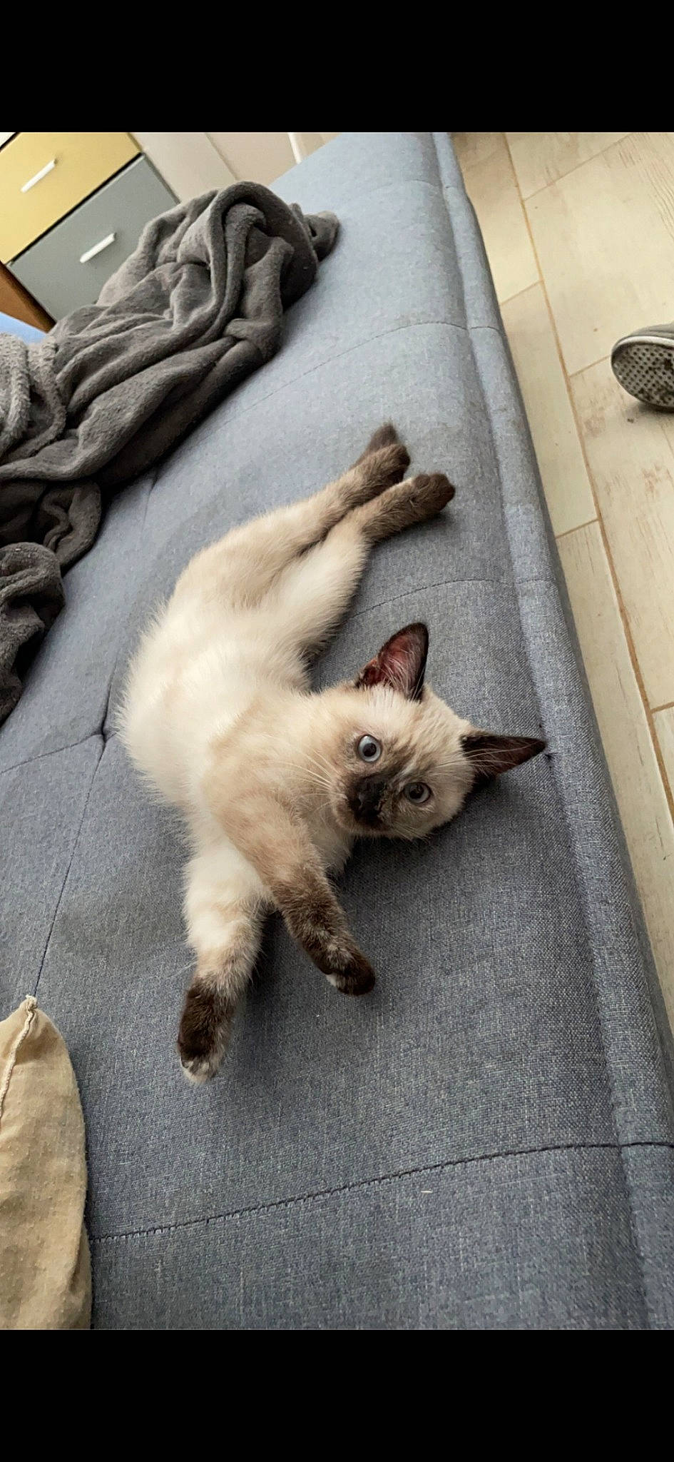 Flocon a rejoint le concours — aidez-le/la à gagner de superbes lots ! balinese, carnivore, cat, comfort, domestic_short_haired_cat, fawn, felidae, flooring, foot, fur, paw, road, road_surface, siamese, small_to_medium_sized_cats, snout, street, tail, thai, whiskers