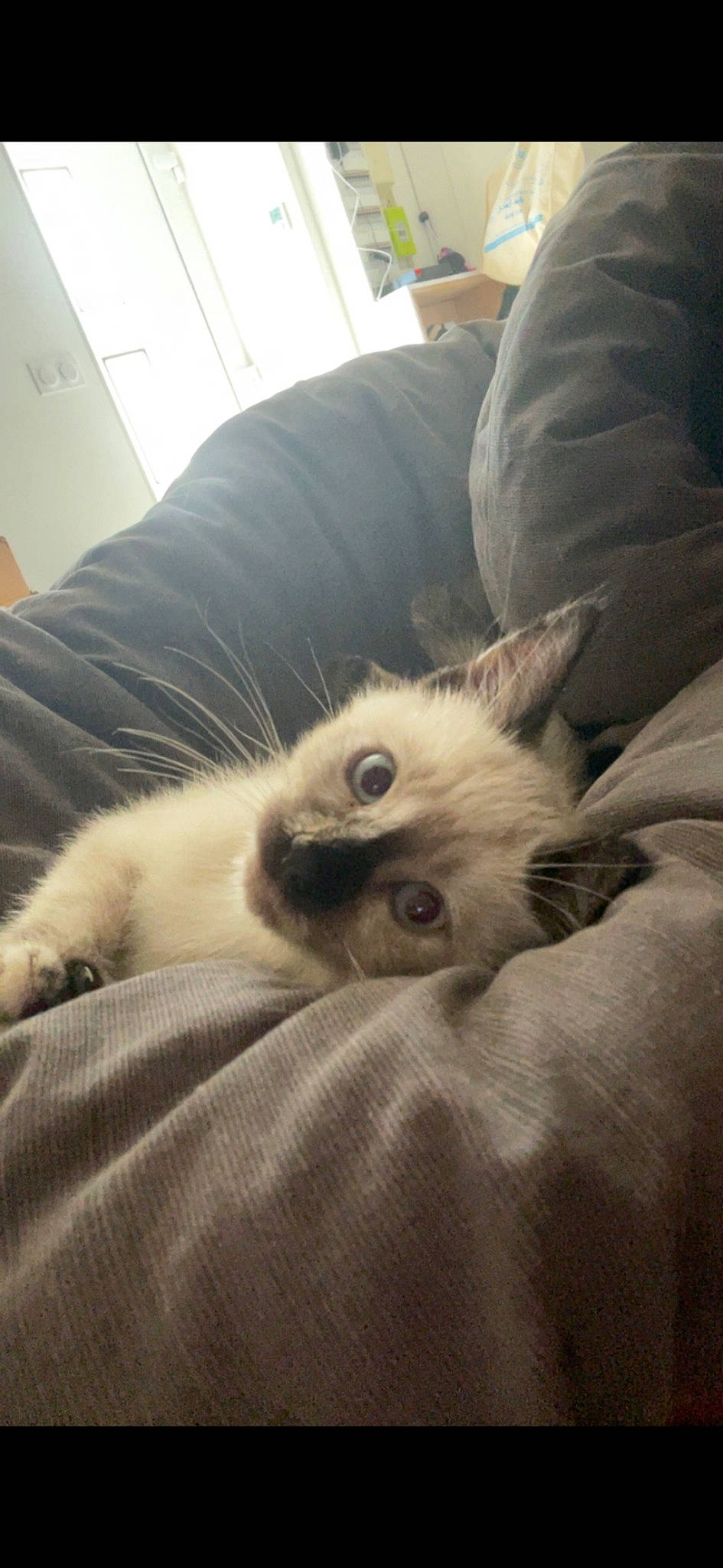 Flocon a rejoint le concours — aidez-le/la à gagner de superbes lots ! bed, carnivore, cat, cat_bed, comfort, companion_dog, couch, dog_breed, domestic_short_haired_cat, fawn, felidae, fur, linens, nap, paw, small_to_medium_sized_cats, snout, tail, terrestrial_animal, whiskers