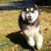 Loki joined the competition — help win amazing prizes! dog, puppy, husky, running, grass, yard, autumn, leaves, outdoor, sunlight, playful, happy, canine, animal, nature, pet, mammal, two_dogs, furry, collar