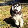 dog, puppy, husky, running, grass, yard, autumn, leaves, outdoor, sunlight, playful, happy, canine, animal, nature, pet, mammal, two_dogs, furry, collar