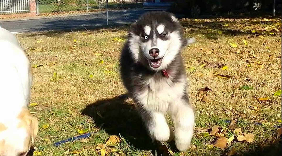 Loki