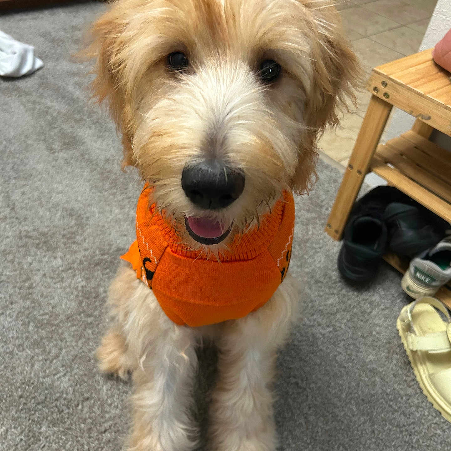 Punch joined the competition — help win amazing prizes! animal, canine, carpet, cozy, cute, dog, floor, fluffy, fur, happy, household, indoor, kitchen, orange_sweater, pet, shoes, sitting, smiling, tongue_out, wooden_shelf