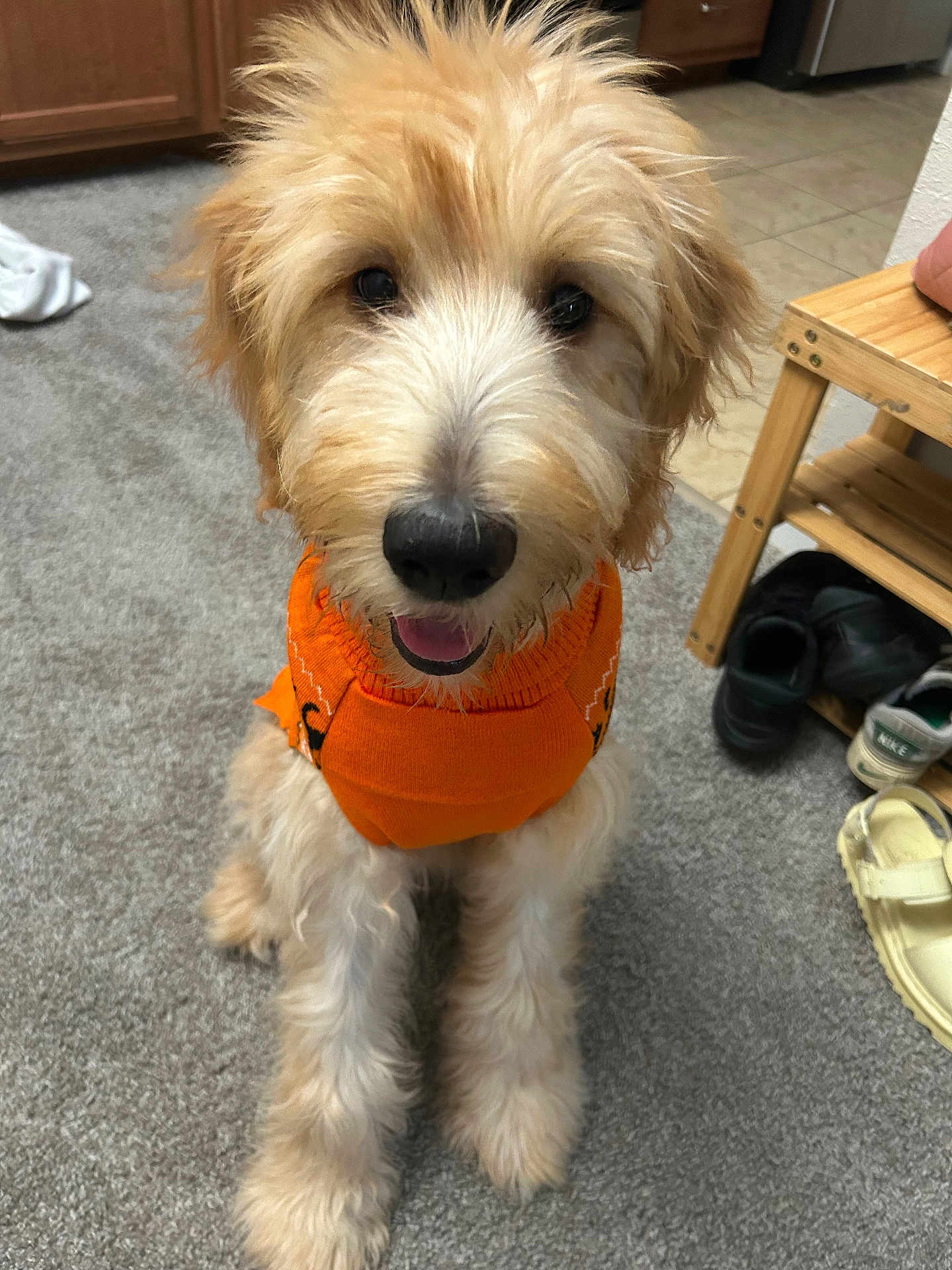 Punch joined the competition — help win amazing prizes! dog, orange_sweater, carpet, indoor, happy, tongue_out, fluffy, fur, pet, smiling, floor, shoes, wooden_shelf, kitchen, cute, sitting, animal, canine, household, cozy