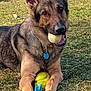 Tank joined the competition — help win amazing prizes! dog, german_shepherd, grass, toy, tennis_ball, outdoor, pet, animal, playful, canine, muzzle, ears, collar, tag, paws, mouth, tongue, daylight, nature, happy