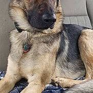 Tank is registered to the contest to win money with this photo: dog, german_shepherd, pet, animal, canine, fur, collar, tag, car_seat, blanket, paw, tail, indoors, portrait, alert, mammal, sitting, brown, black, tan