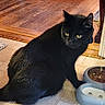 Binx Brown is registered to the contest to win money with this photo: black_cat, cat, pet, feline, animal, yellow_eyes, sitting, indoor, kitchen, floor, tile_floor, wood_floor, food_bowl, water_bowl, cat_food, drinking_bowl, home, doorway, portrait, long_tail
