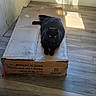 Binx Brown is registered to the contest to win money with this photo: black_cat, cat, pet, animal, feline, golden_eyes, sitting, lying_down, cardboard_box, box, wooden_floor, indoor, sunlight, shadow, home, room, wall, electrical_outlet, photography, relaxed
