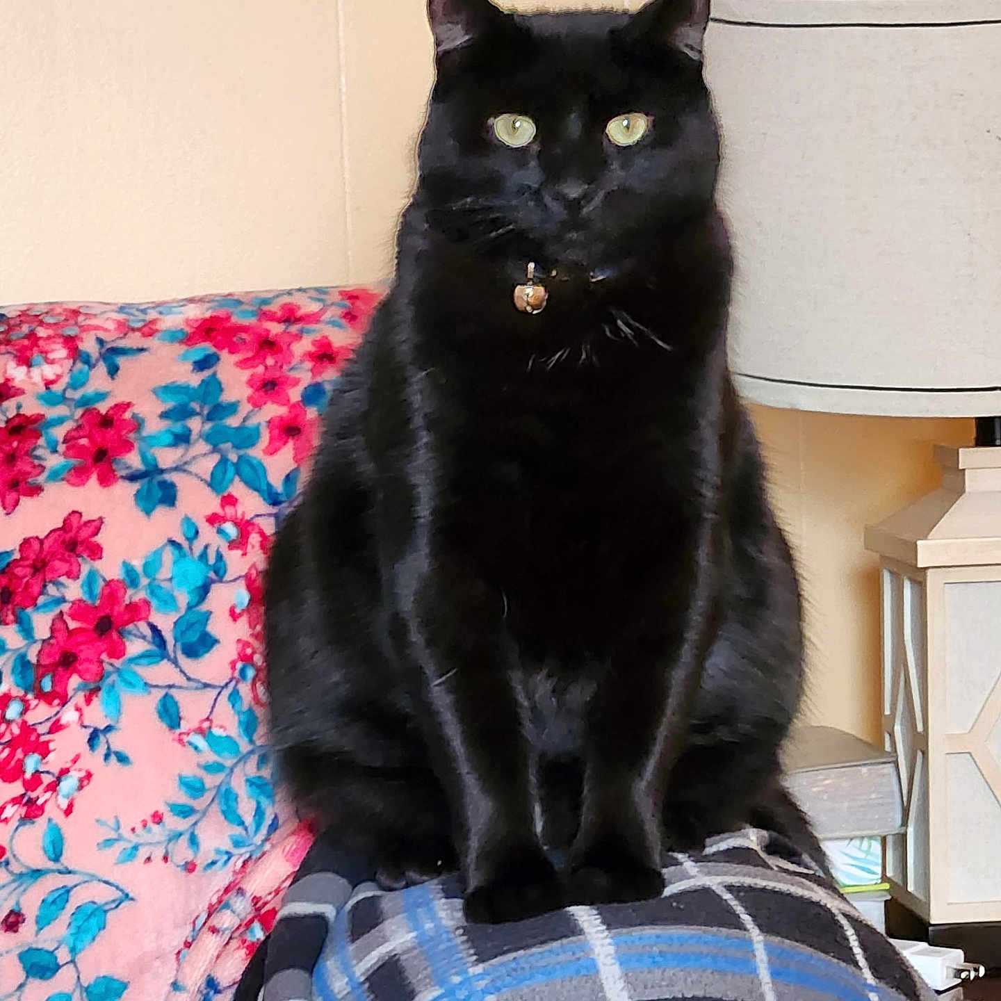 Binx Brown