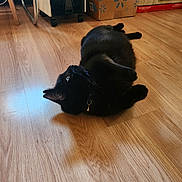 Binx Brown is registered to the contest to win money with this photo: cat, black_cat, pet, animal, feline, lying_down, playing, rolling_over, paws_up, collar, indoors, wooden_floor, floor, home, furniture, boxes, room, relaxed, funny, photography