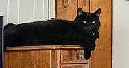 Binx Brown joined the competition — help win amazing prizes! cat, black_cat, pet, feline, animal, lounging, sitting, wooden_cabinet, drawers, furniture, indoors, home, wood_paneling, black_fur, green_eyes, white_chest_patch, hanging_paw, portrait, relaxed, adorable