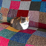 Kaly a rejoint le concours — aidez-le/la à gagner de superbes lots ! animal, bed, bedroom, blanket, cat, clothing, couch, cushion, furniture, homedecor, hosiery, indoors, interiordesign, kitten, manx, person, pet, quilt, room, sock