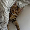 Benji joined the competition — help win amazing prizes! cat, tabby, pet, bed, blanket, white, pattern, fur, paw, curious, cozy, indoor, cute, animal, sleepy, resting, feline, whiskers, ears, green_eyes