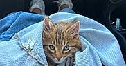 Benji is registered to the contest to win money with this photo: kitten, cat, denim_jacket, lap, car_interior, white_shoes, footwear, cozy, cute, pet, animal, feline, casual, travel, relaxing, soft_texture, closeup, young_cat, indoor, comfort